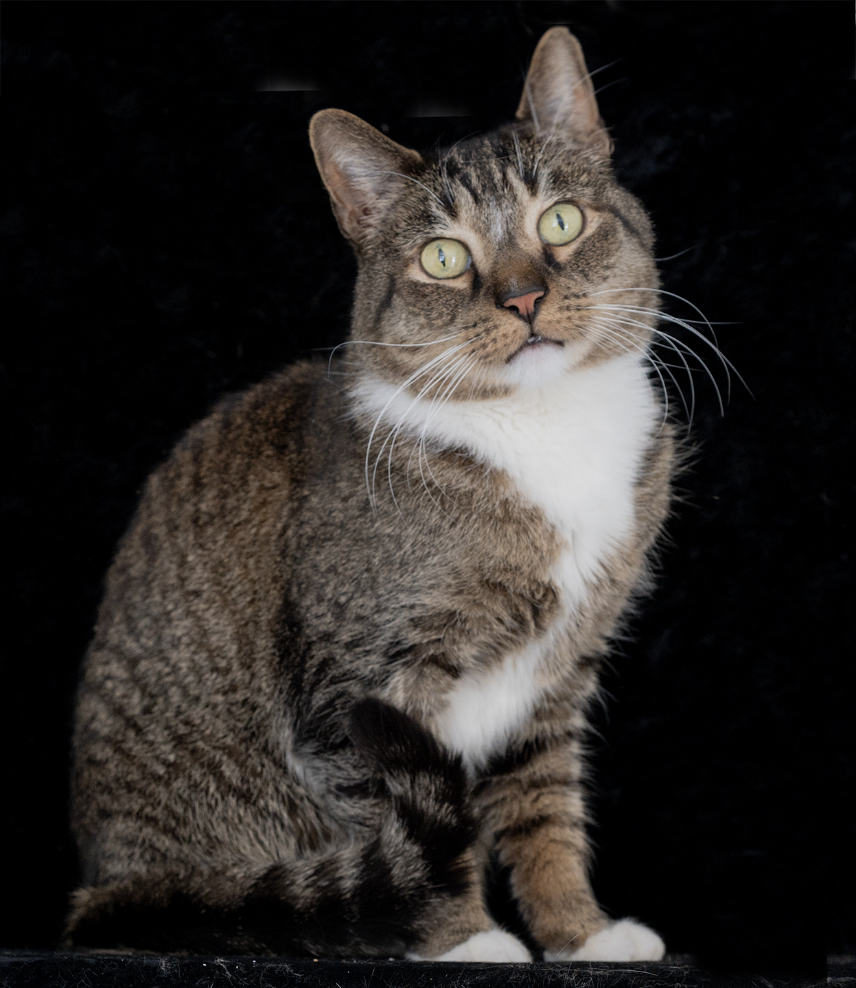 Top Cat Sanctuary